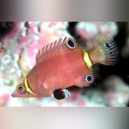 Arrowhead Possum Wrasse