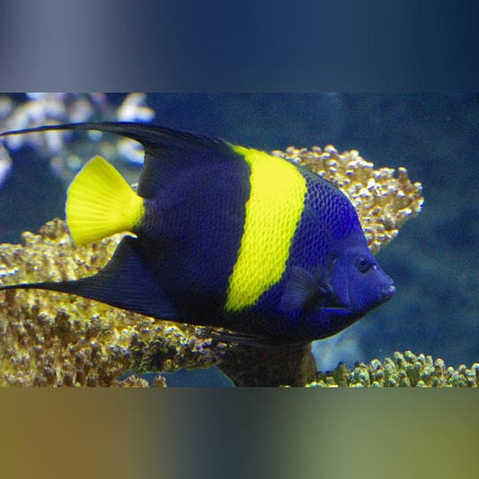 Asfur Angelfish