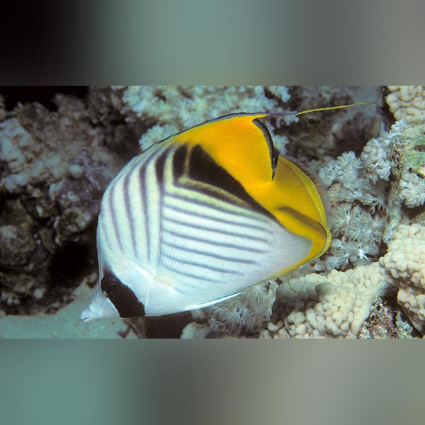 Auriga Butterflyfish