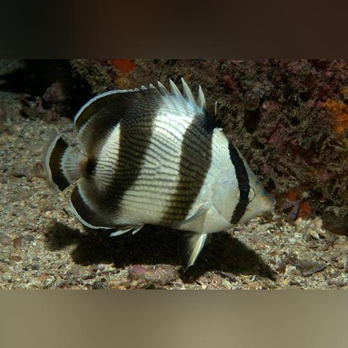 Banded Butterflyfish