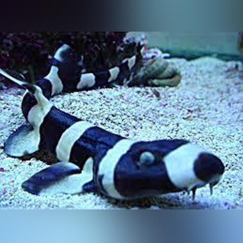 Banded Cat Shark