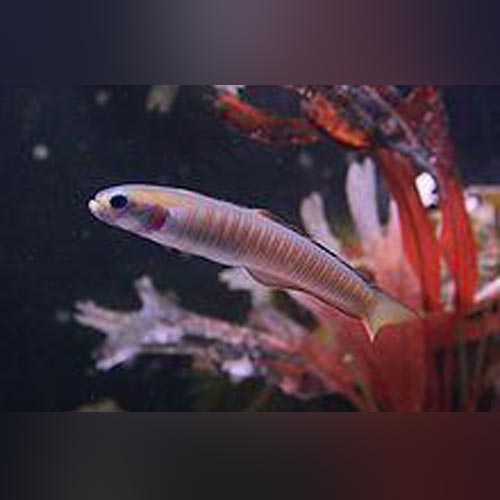 Zebra Bar Goby