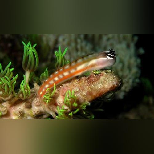 Barred Tiger Blenny