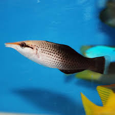 Brown Bird Wrasse - Female