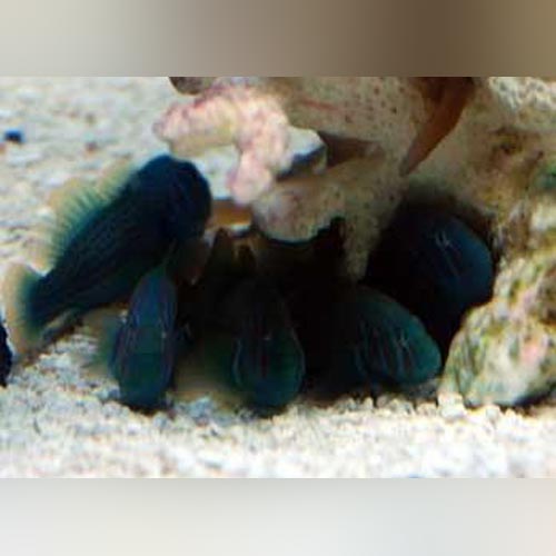 Black Clown Goby