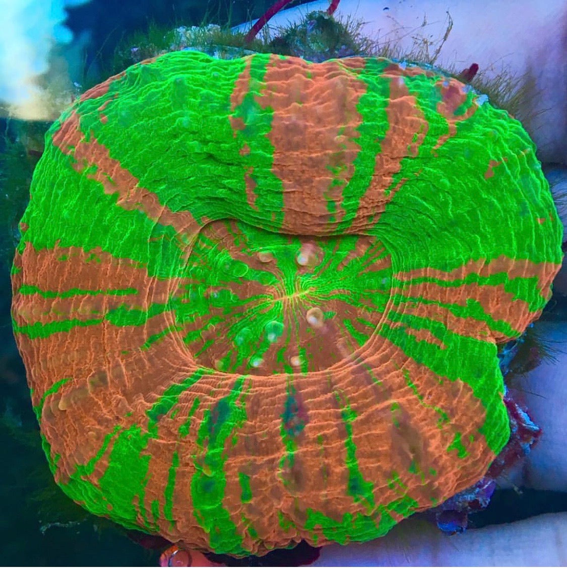 Bleeding Apple Scolymia Coral