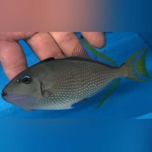 Blue Jaw Triggerfish - Male
