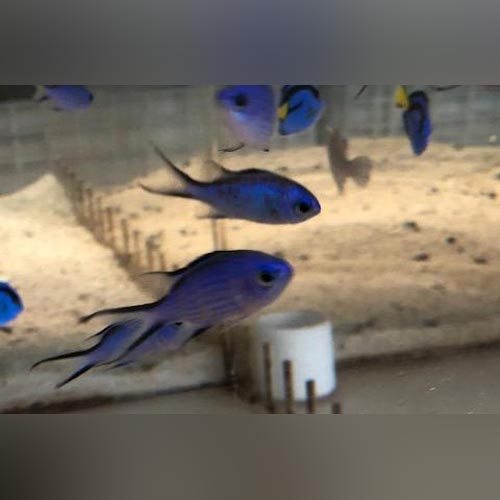 Blue Reef Chromis