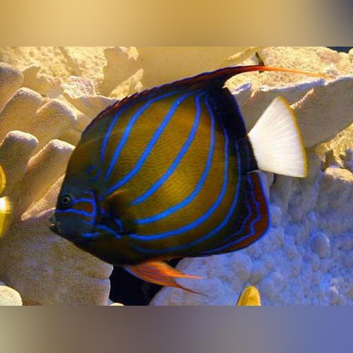 Blue Ring Angelfish