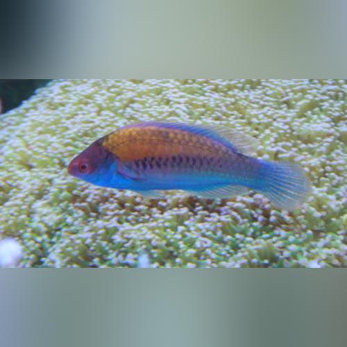 Blue Sided Fairy Wrasse