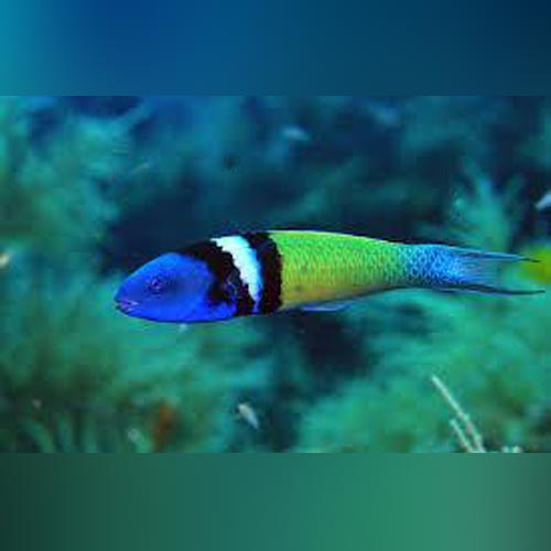 Bluehead Wrasse