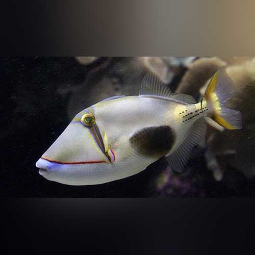 Bursa Triggerfish