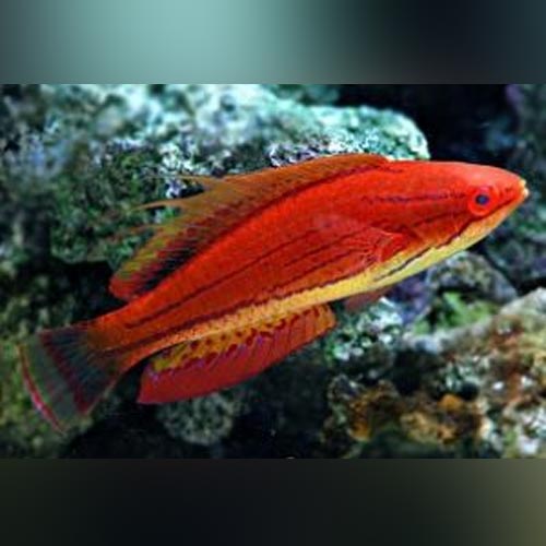 Carpenter's Fairy Wrasse