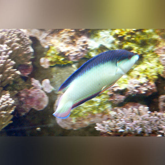 China Wrasse