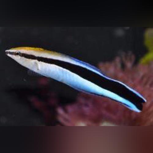 Cleaner Wrasse