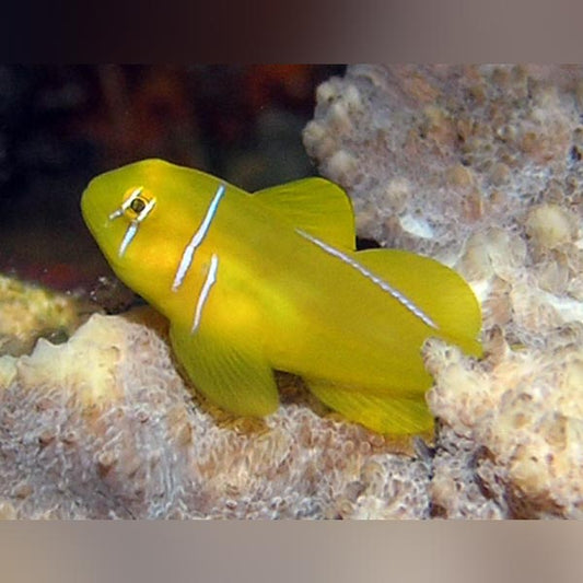 Clown Citron Goby