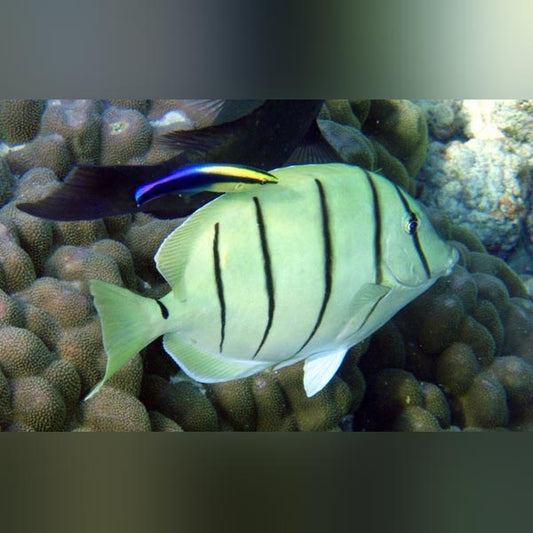 Convict Tang