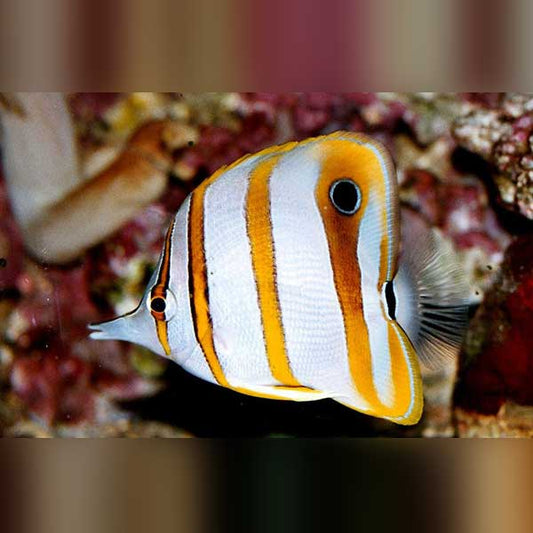 Copperband Butterflyfish