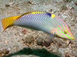 Marble Wrasse