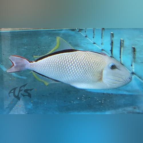 Crosshatch Triggerfish - Male