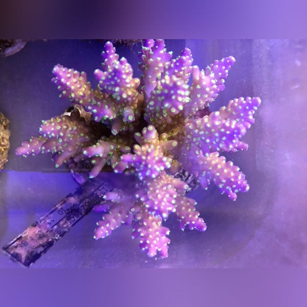 Fancy Tricolor Acropora