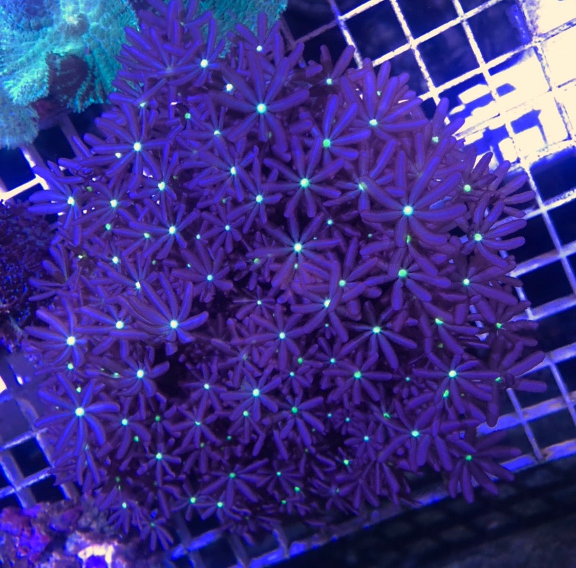 Daisy Poly Coral