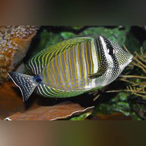 Desjardini Sailfin Tang