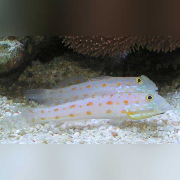 Diamond Watchman Goby