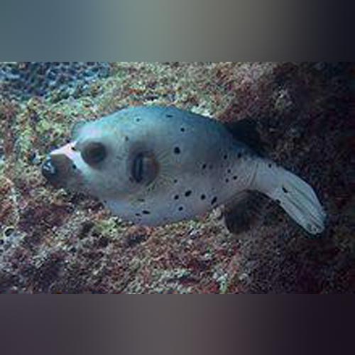 Dogface Puffer