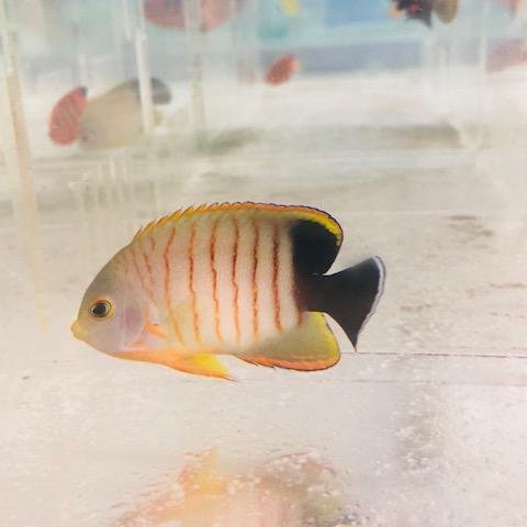 Eibli Angelfish