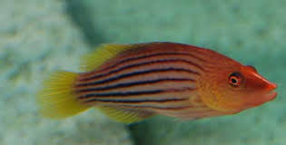 Eight Line Wrasse