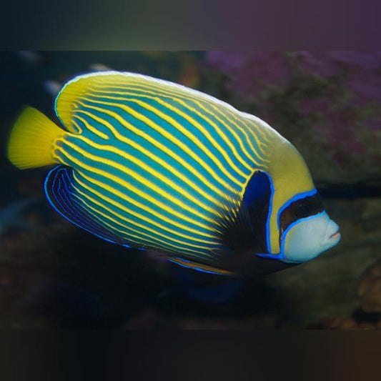 Emperor Angelfish - Adult