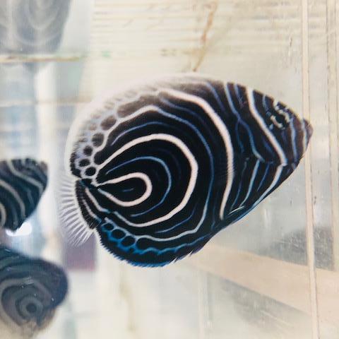 Emperor Angelfish - Juvenile