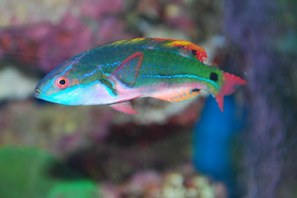 Exquisite Fairy Wrasse