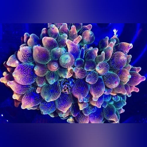 Fancy Bubble Anemone Rose