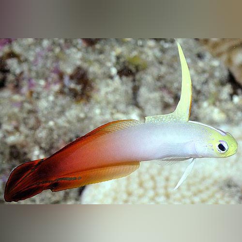 Red Firefish Goby