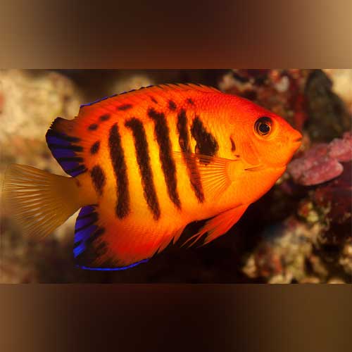 Flame Angelfish