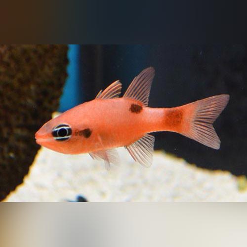 Flame Cardinalfish