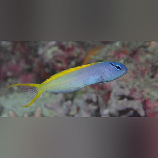 Forktail Blenny