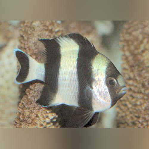 Four Stripe Damselfish