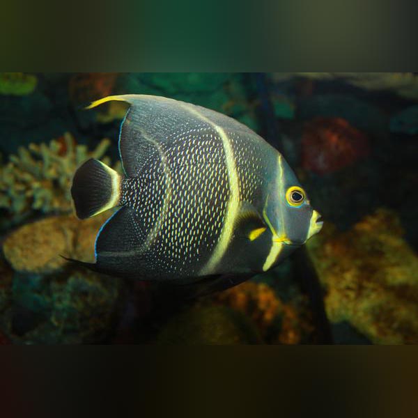 French Angelfish