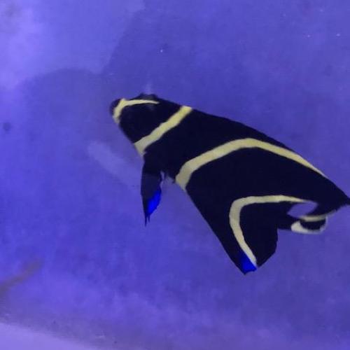 French Angelfish