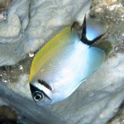 Masked Swallowtail Angelfish