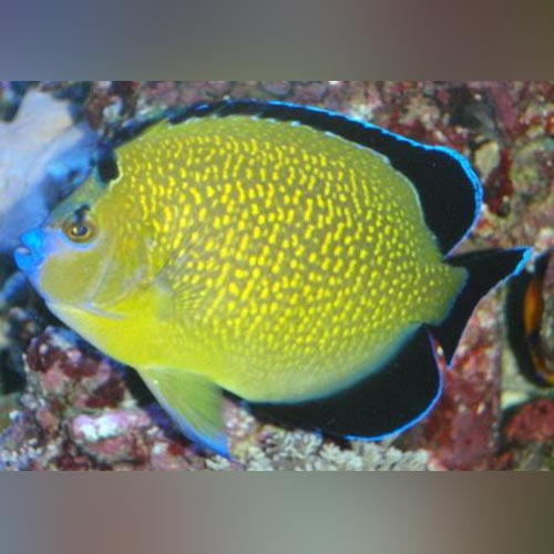 Goldflake Angelfish