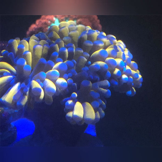 Gold Torch Coral