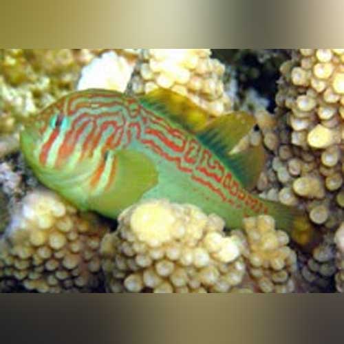 Green Clown Goby