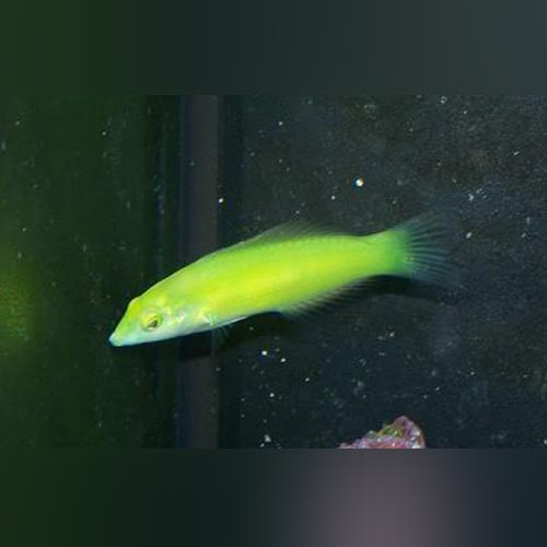 Green Coris Wrasse