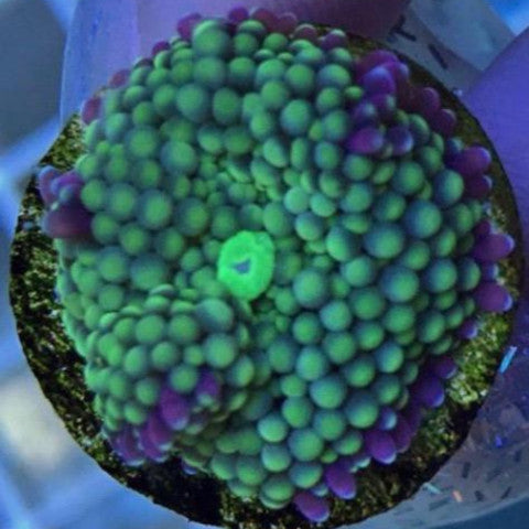 Green Ricordea Mushroom