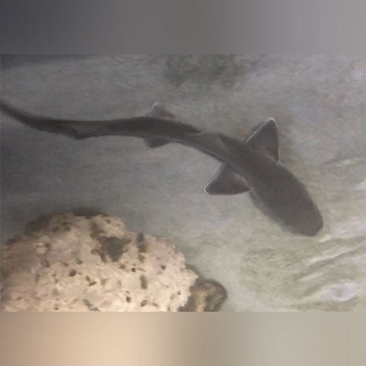 Grey Smooth Hound Shark