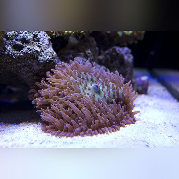 Hairy Mushroom Coral
